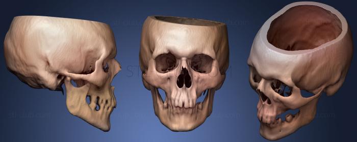 3D модель Череп Мужской 50лет (STL)